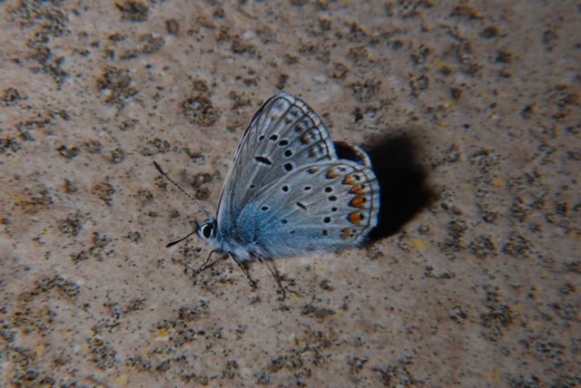 Farfalla - Polyommatus icarus